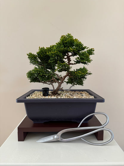 Hinoki Cypres Bonsai