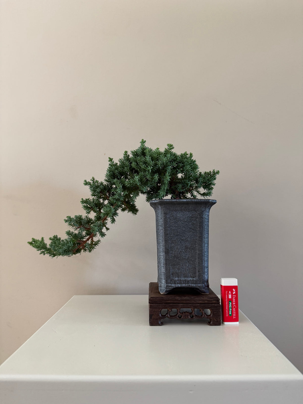Juniperus Procumbens Nana Bonsai