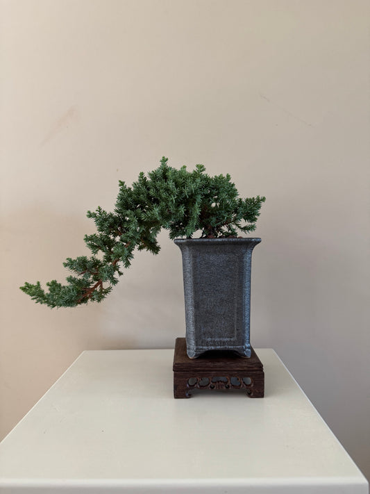 Juniperus Procumbens Nana Bonsai