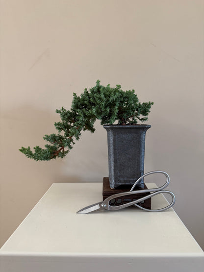 Juniperus Procumbens Nana Bonsai