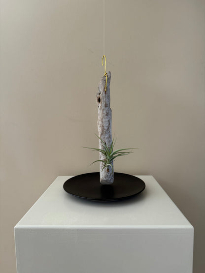 Driftwood & Air Plant 10