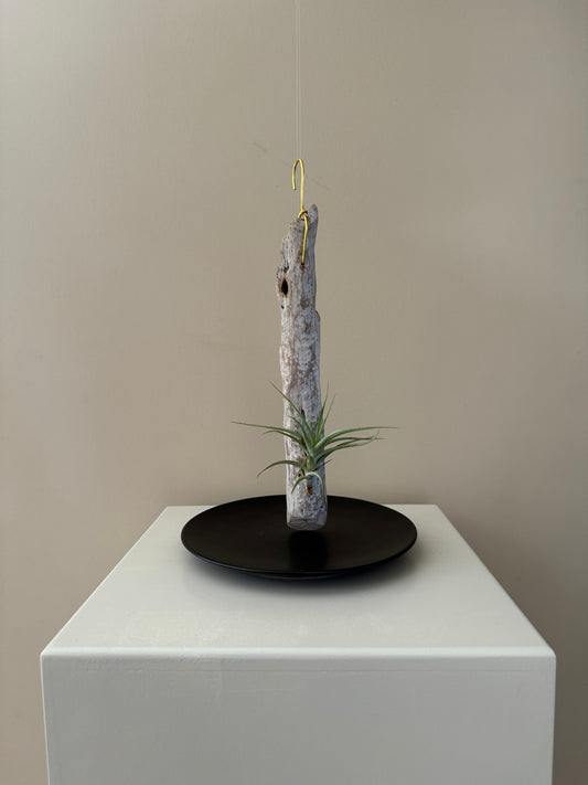 Driftwood & Air Plant 10