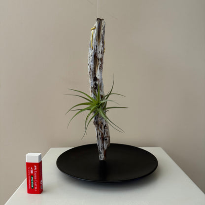 Driftwood & Air Plant 11