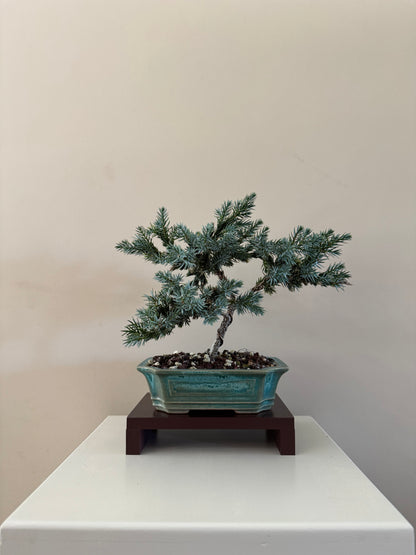 Blue Star Bonsai