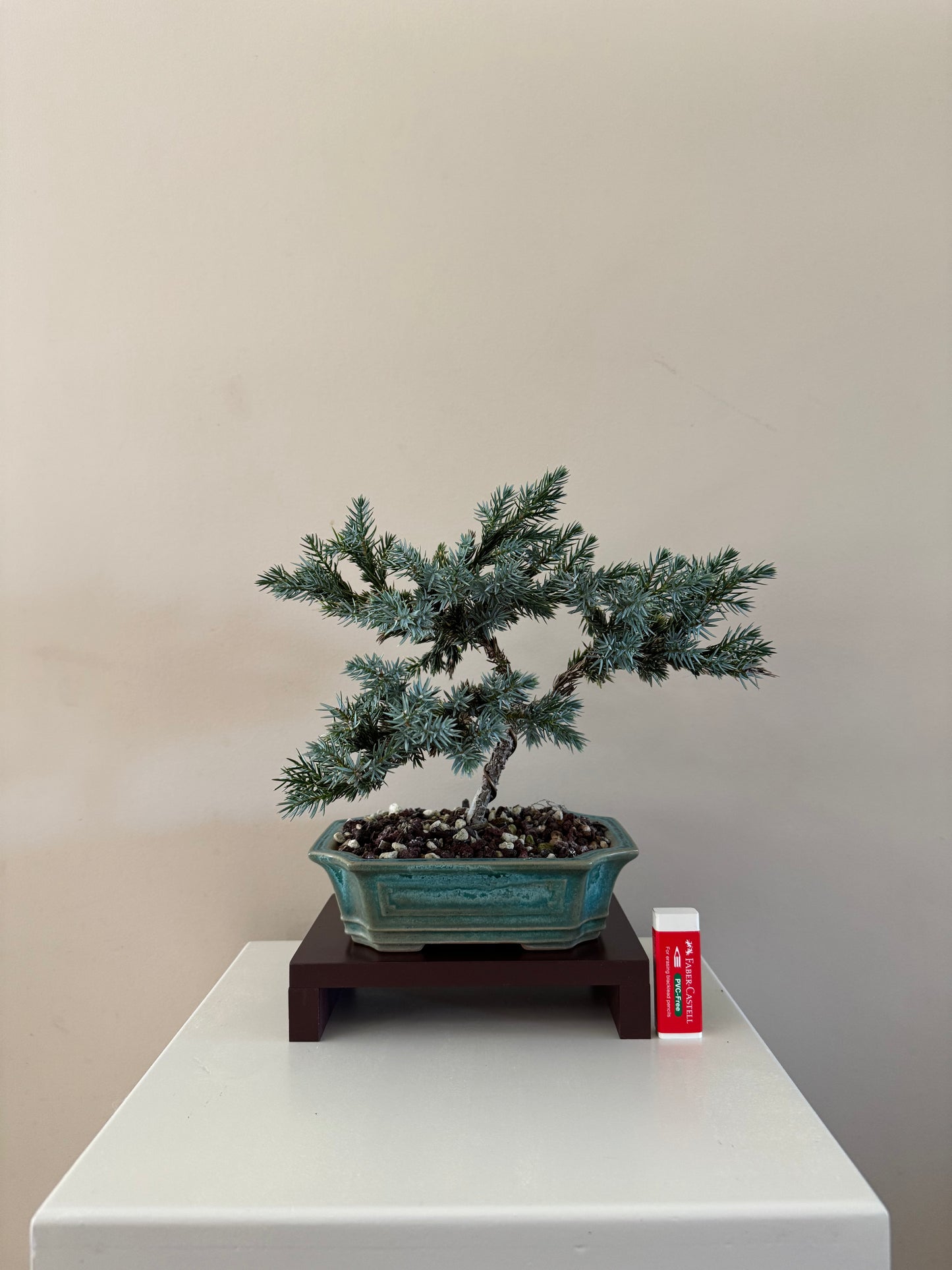 Blue Star Bonsai