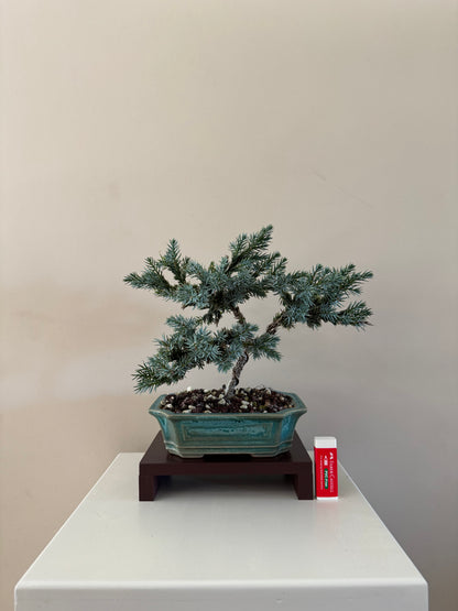 Blue Star Bonsai