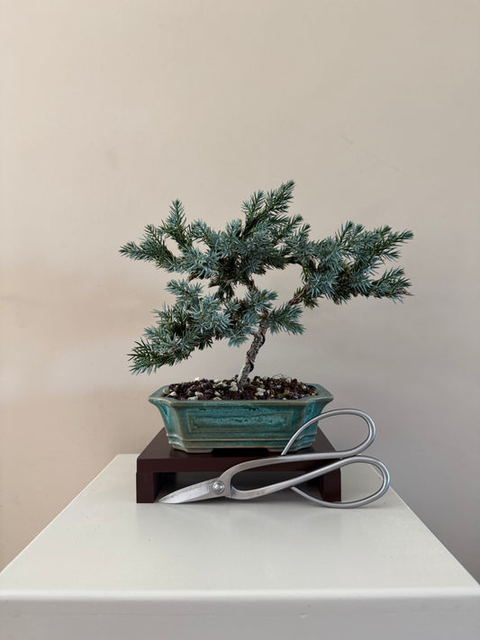 Blue Star Bonsai