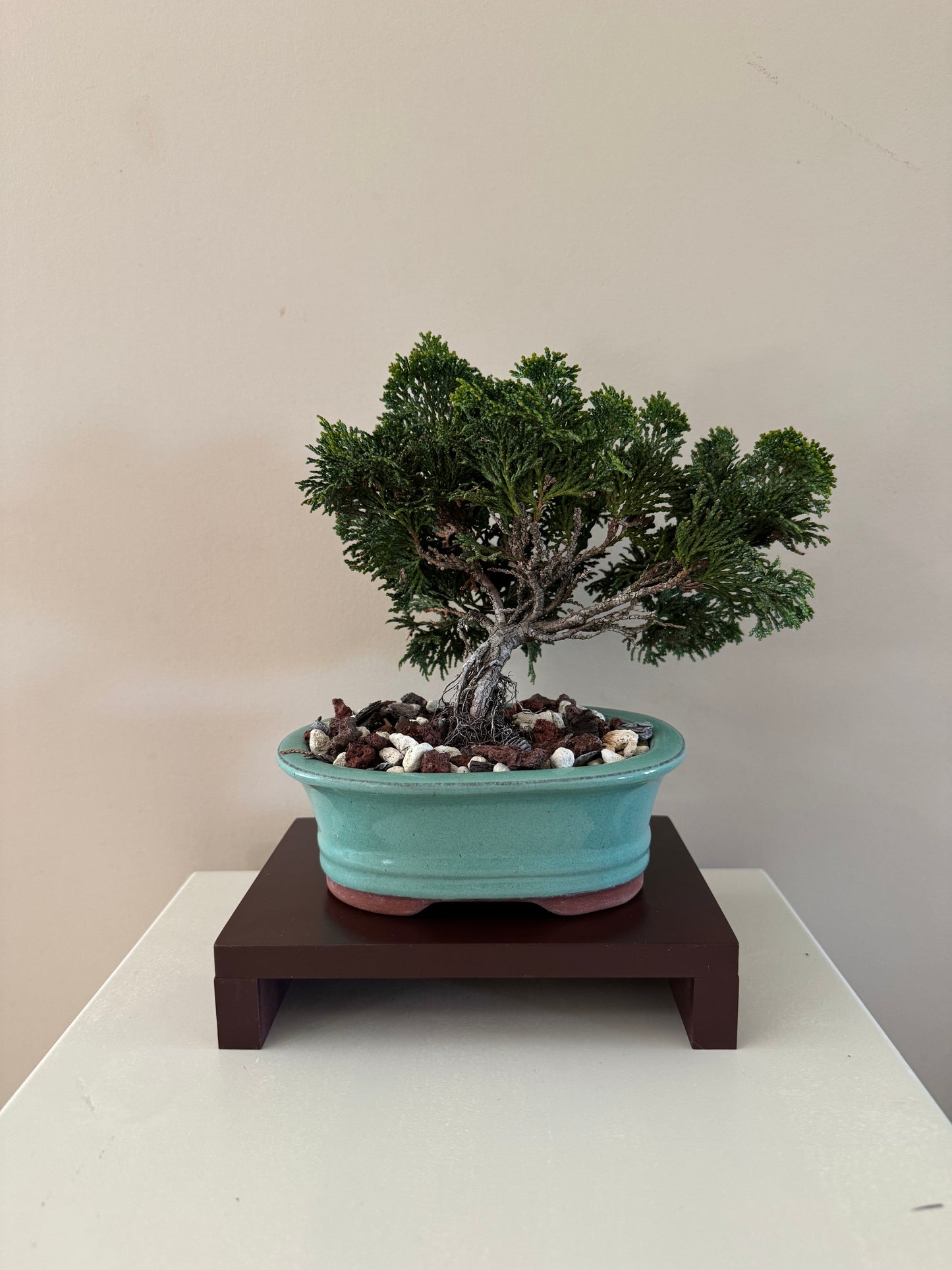 Chamaecyparis Obtusa Nana 1 Bonsai