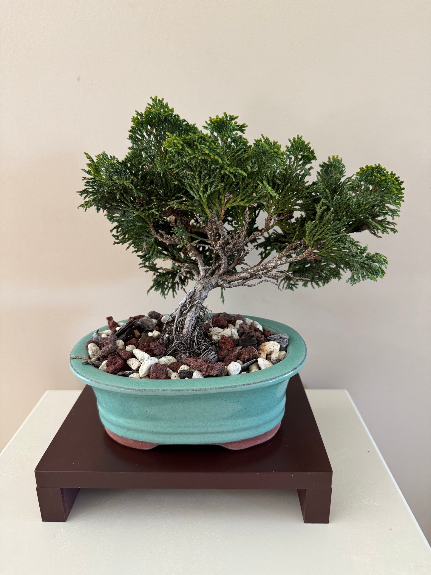 Chamaecyparis Obtusa Nana 1 Bonsai