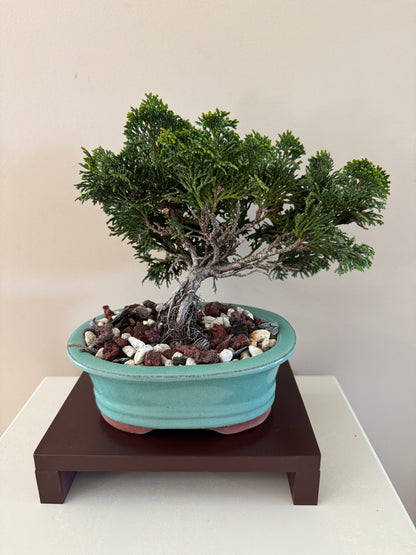 Chamaecyparis Obtusa Nana 1 Bonsai