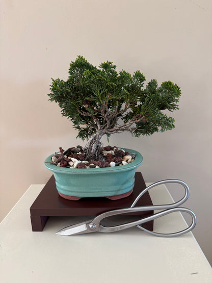 Chamaecyparis Obtusa Nana 1 Bonsai
