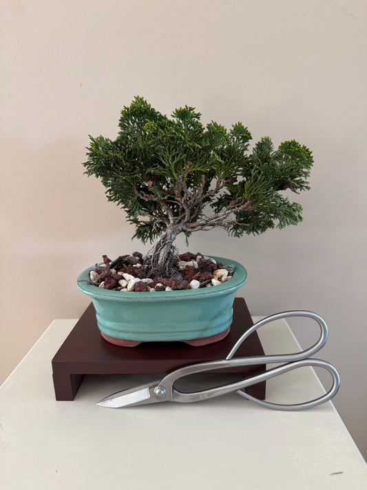 Chamaecyparis Obtusa Nana 1 Bonsai