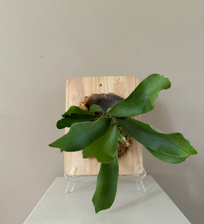 Board Mounted Staghorn (Medium) in Kokedama Style #M2