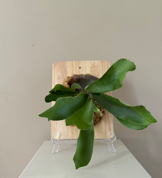 Board Mounted Staghorn (Medium) in Kokedama Style #M2