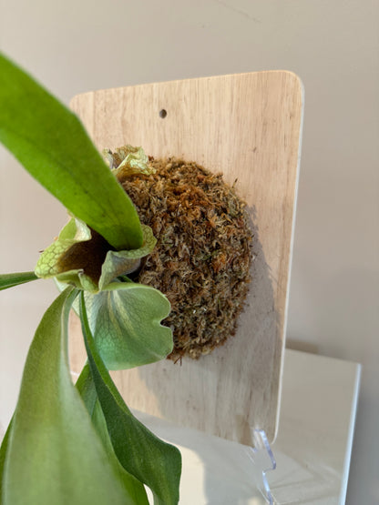 Board Mounted Staghorn (Medium) in Kokedama Style #M3