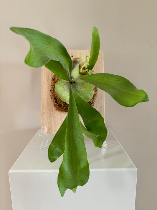 Board Mounted Staghorn (Medium) in Kokedama Style #M3