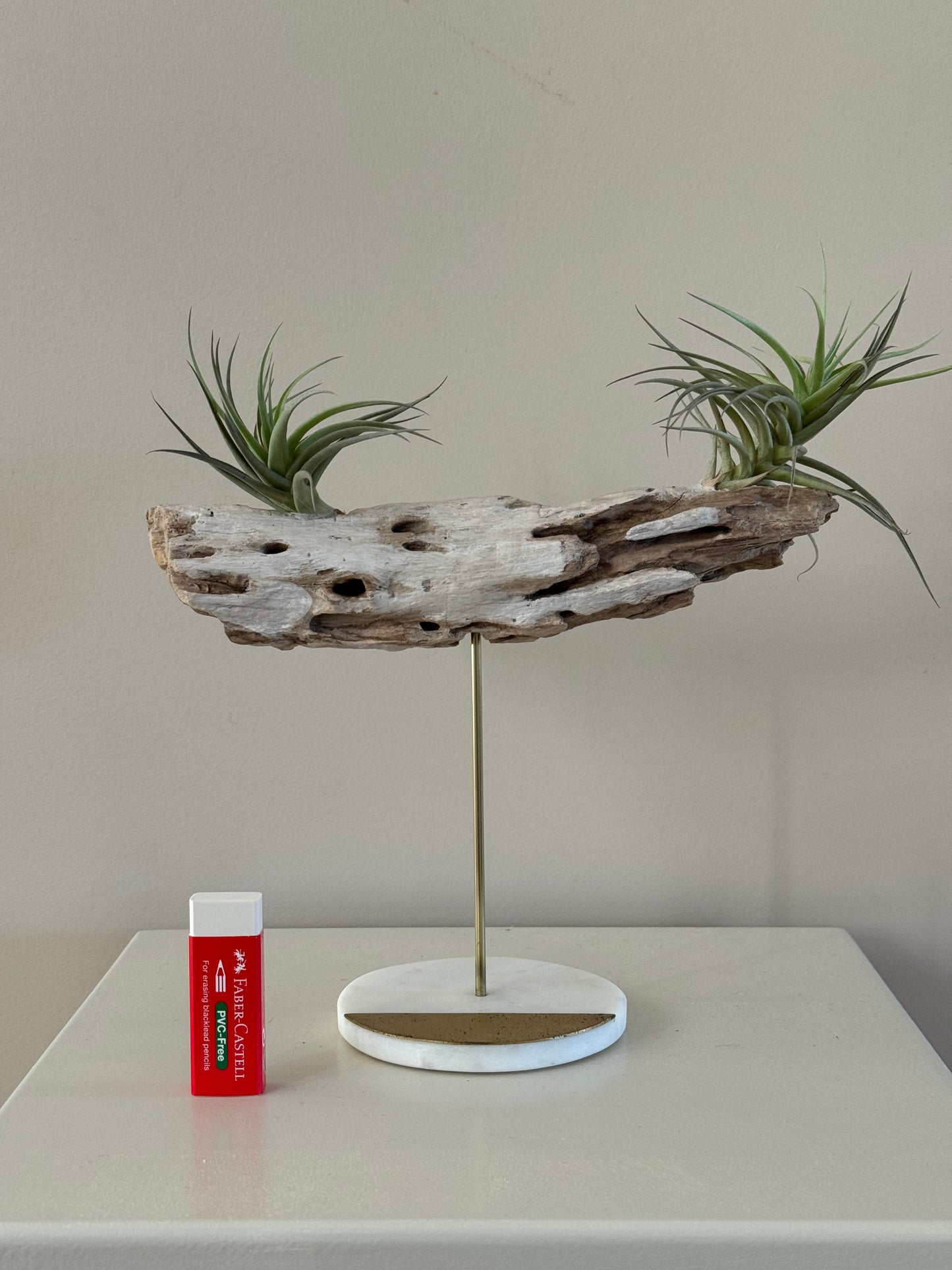 Driftwood with Two Air Plants