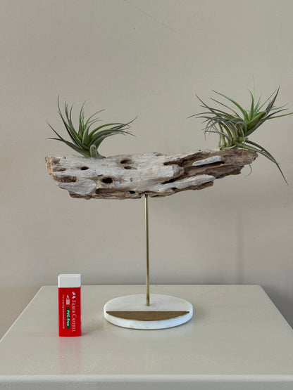 Driftwood with Two Air Plants