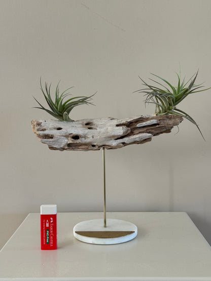 Driftwood with Two Air Plants