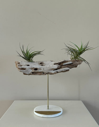 Driftwood with Two Air Plants