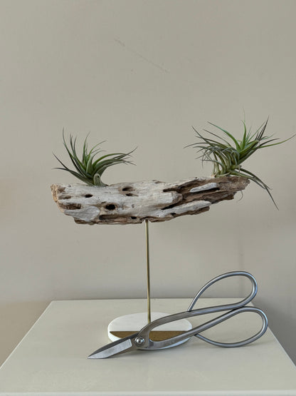 Driftwood with Two Air Plants