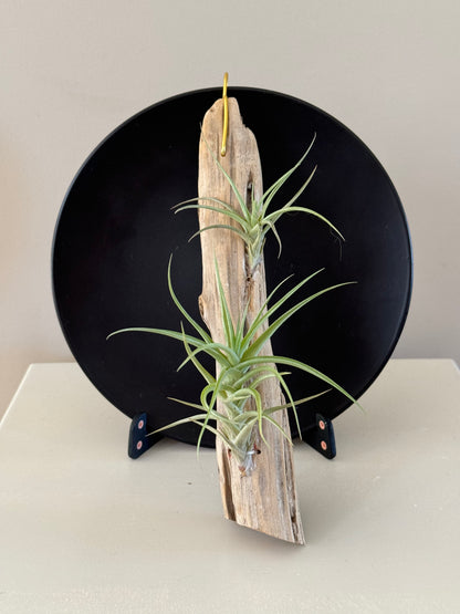 Driftwood & 2 Air Plants