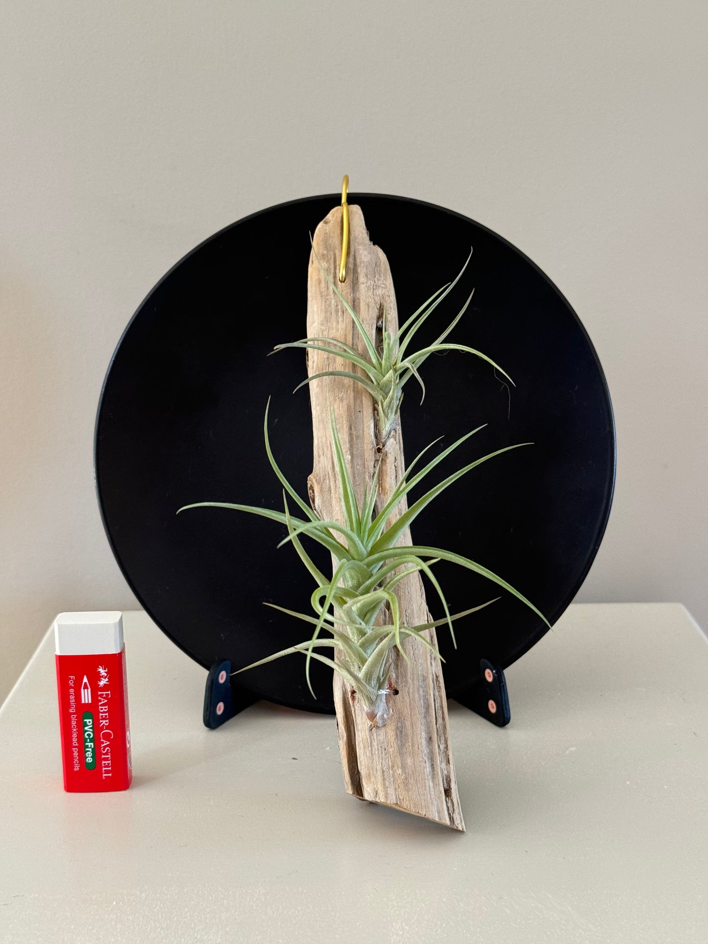 Driftwood & 2 Air Plants