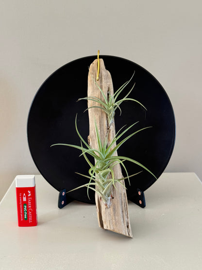 Driftwood & 2 Air Plants