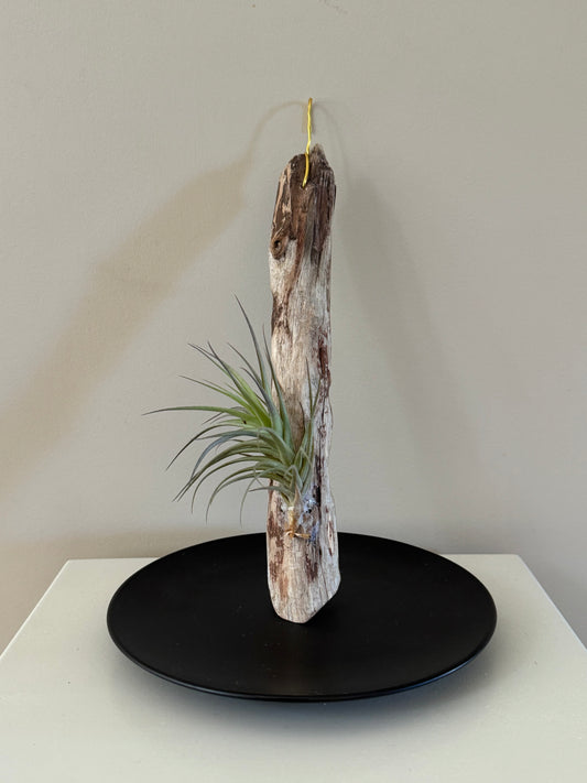 Driftwood & Air Plant 4