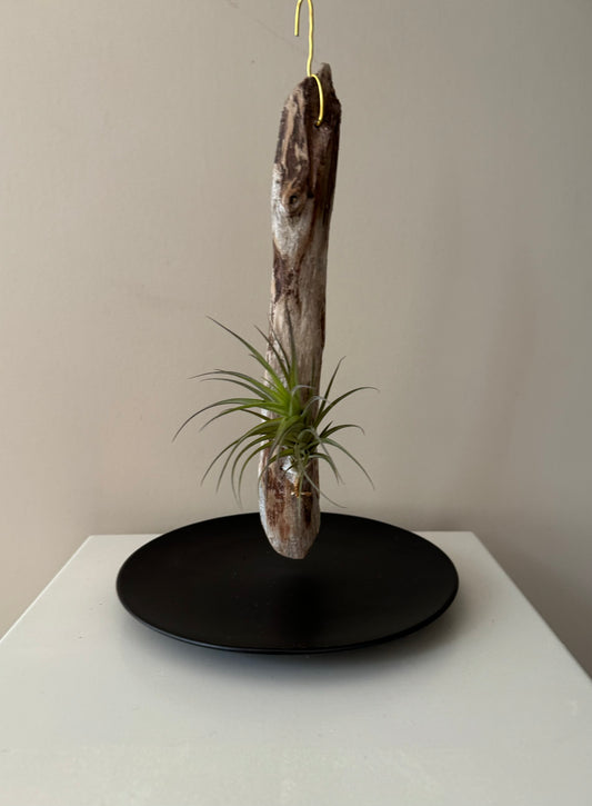 Driftwood & Air Plant 5