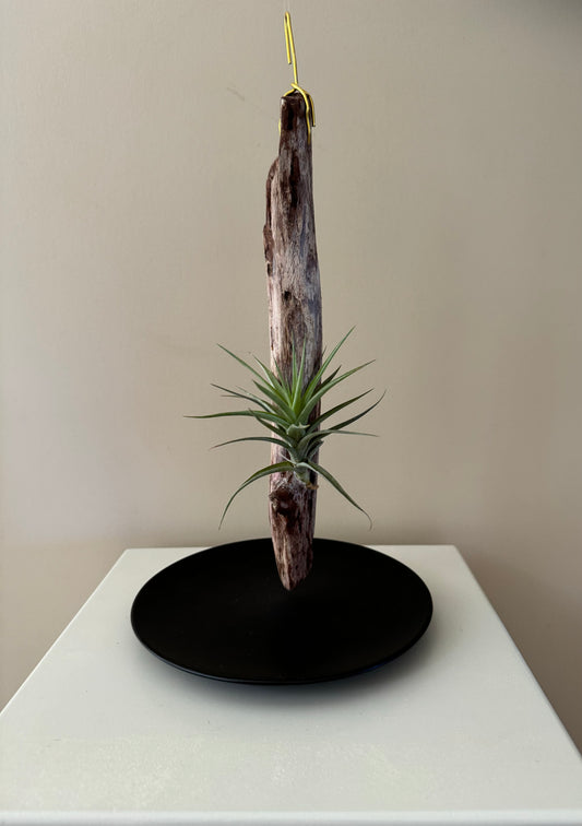 Driftwood & Airplant 1