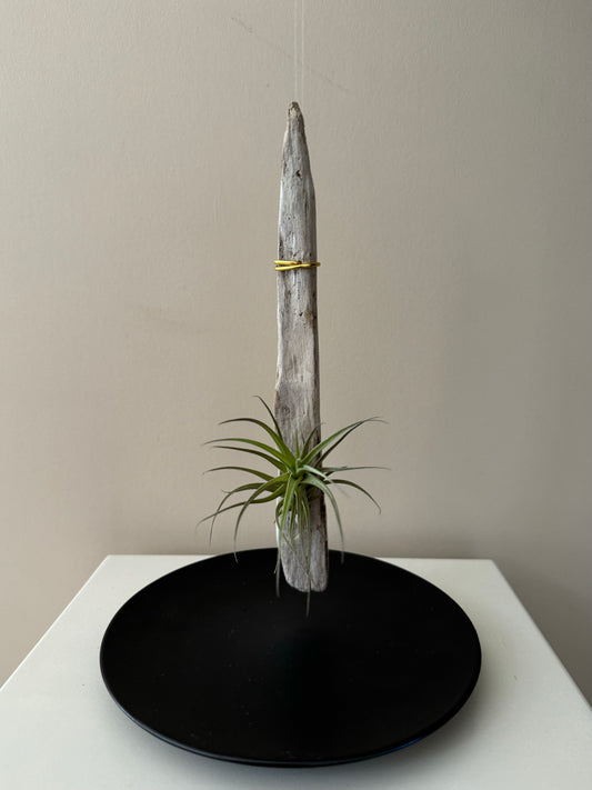 Driftwood & Air Plant 7