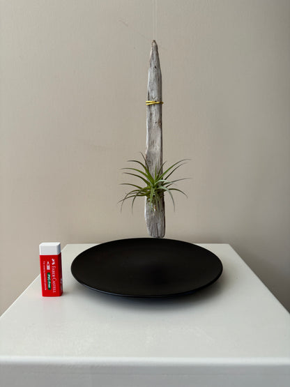 Driftwood & Air Plant 7