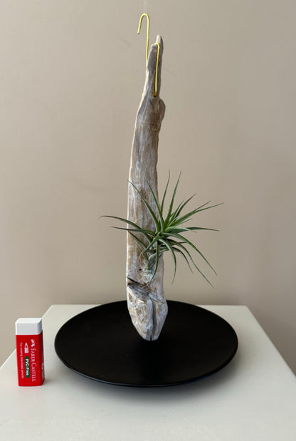 Driftwood & Air Plant 8