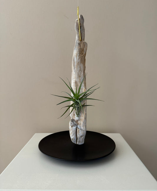 Driftwood & Air Plant 8