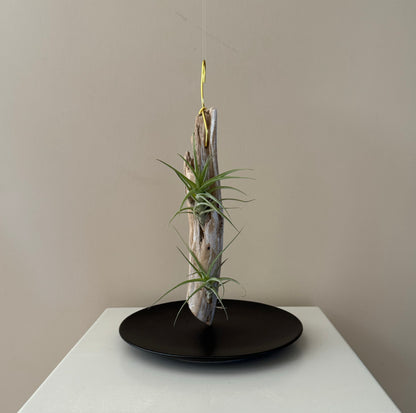 Driftwood & 2 Air Plants