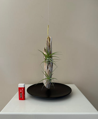 Driftwood & 2 Air Plants