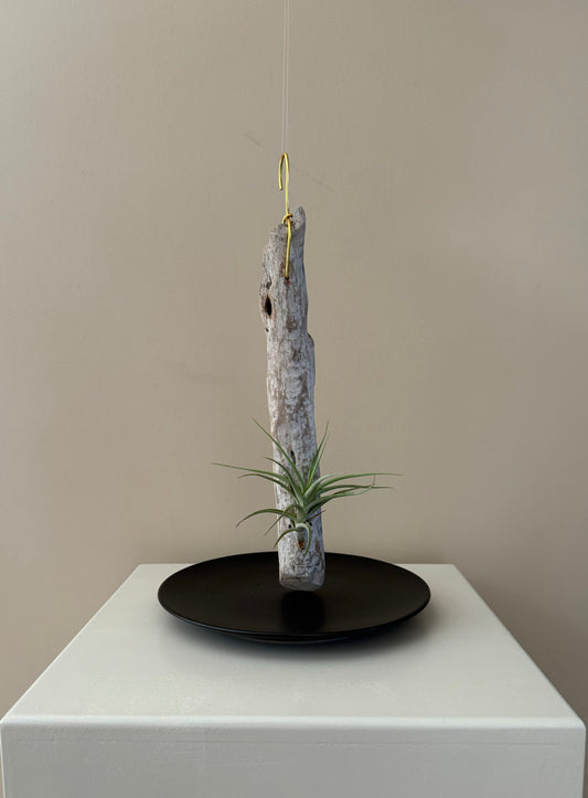 Driftwood & Air Plant 9