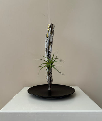 Driftwood & Air Plant 11