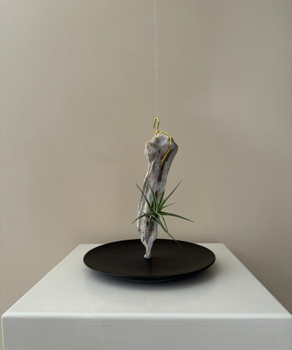 Driftwood & Airplant 12