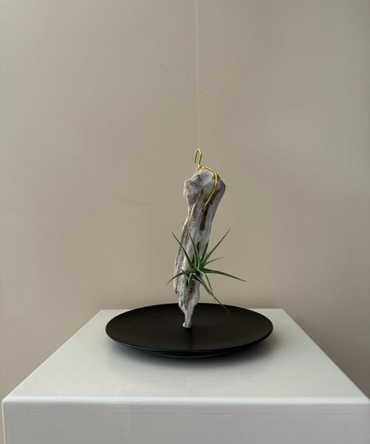 Driftwood & Airplant 12