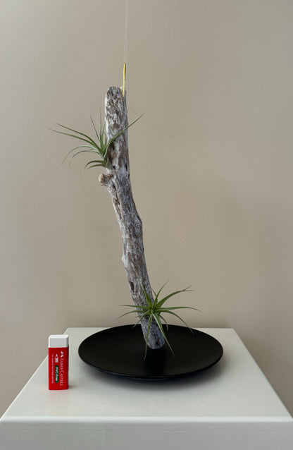 Driftwood & 2 Air Plants