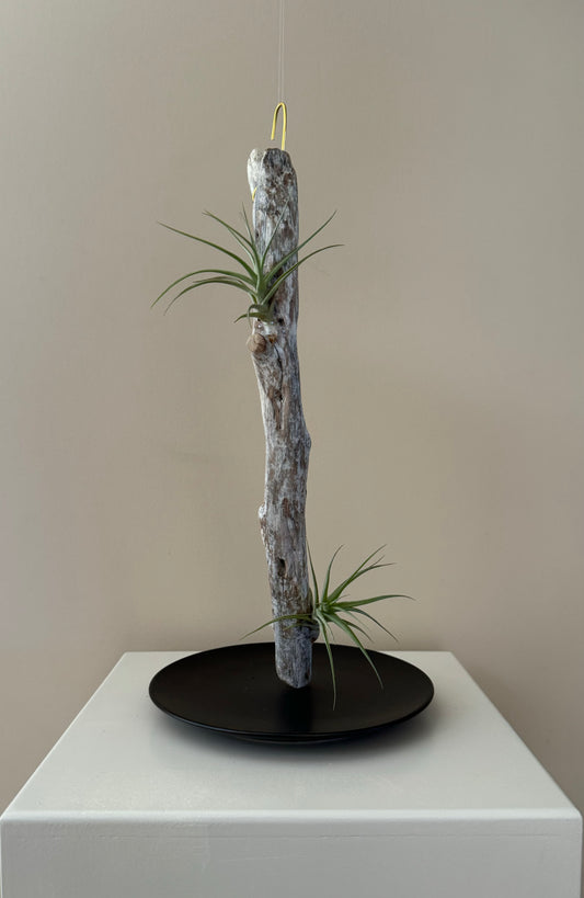 Driftwood & 2 Air Plants