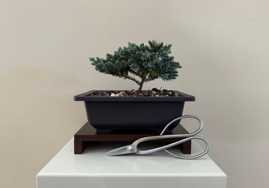 Bonsai Blue Star