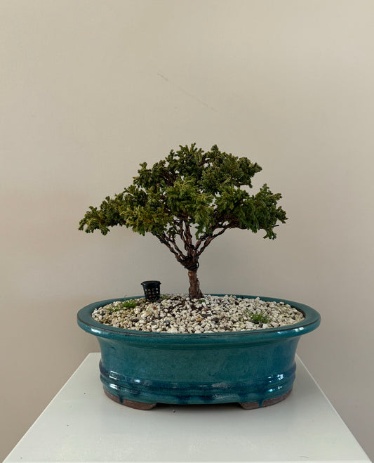 Sawara Cypress Bonsai 4