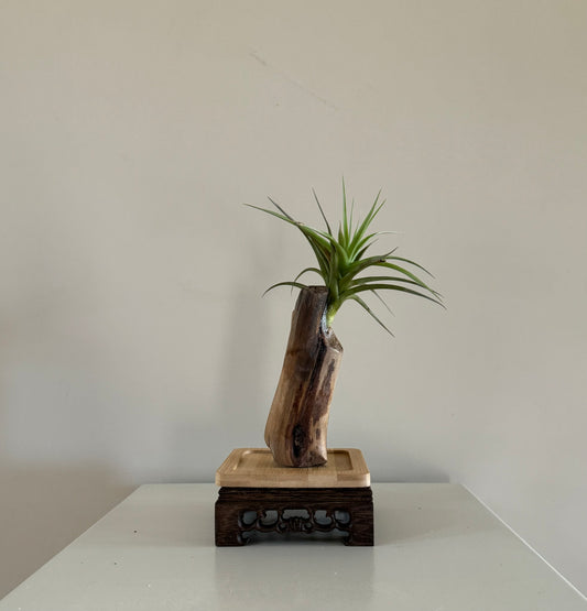 Driftwood & Air plant 2
