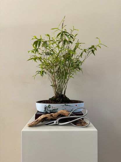 Bamboo Bonsai