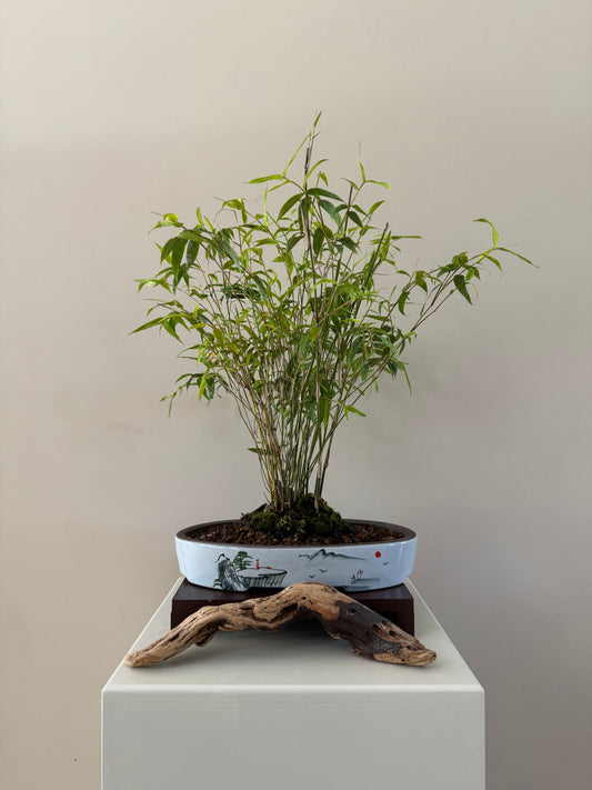 Bamboo Bonsai