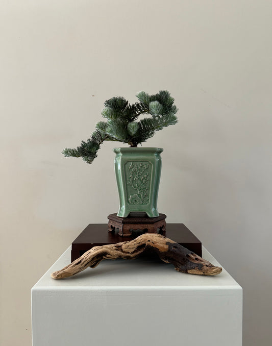 Serruria 'Miss Muffet' Bonsai