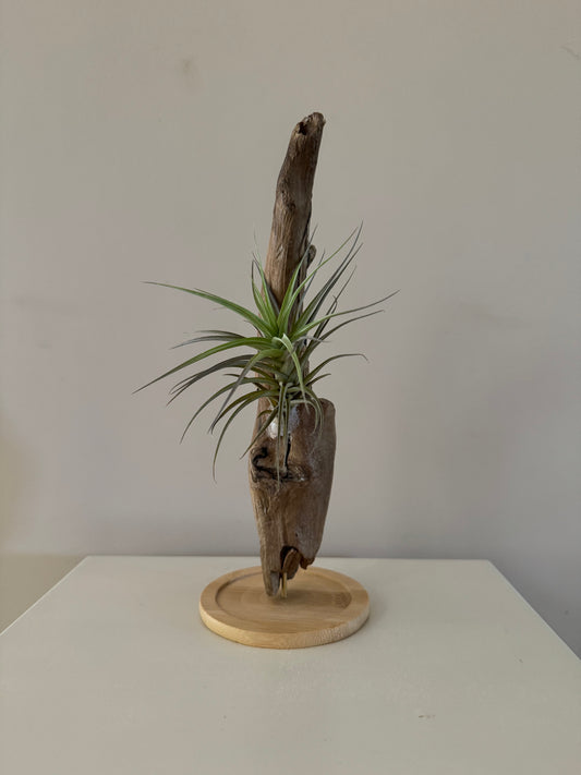 Airplant and drift wood